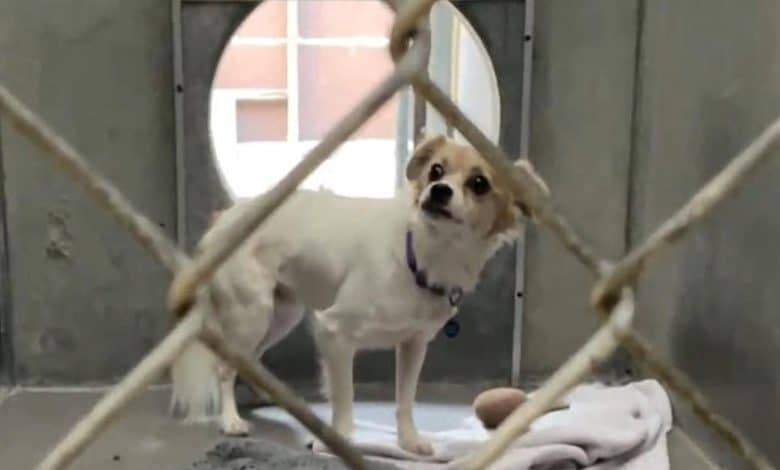 Century-old Berkeley plumbing firm helps discover pets a eternally house