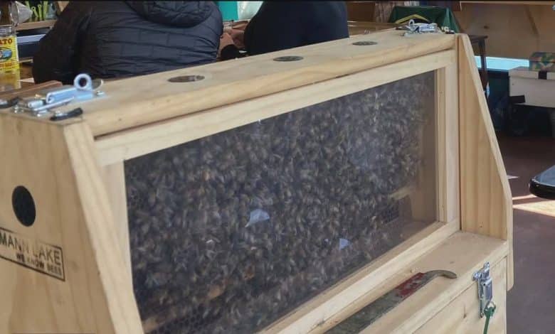Hundreds of bees stolen from Oakland residence – KTVU FOX 2 San Francisco