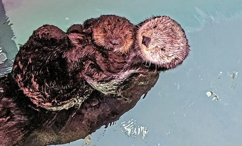 Orphaned otter pup finds new dwelling on the Aquarium of the Pacific – NBC Los Angeles