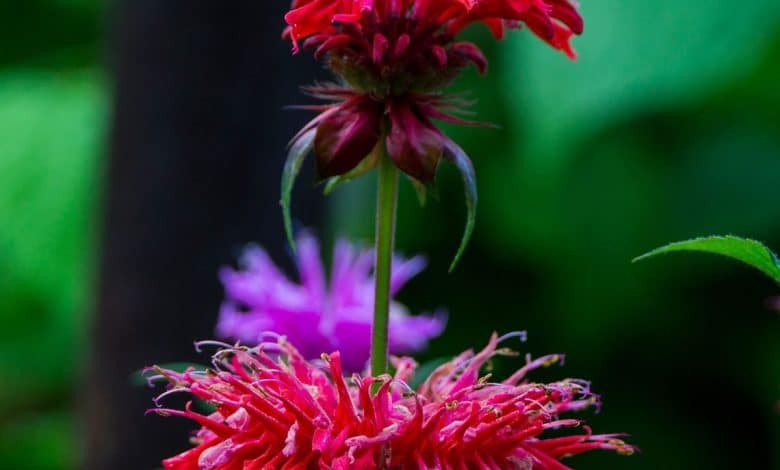 Greatest Flowers for Bees and Different Pollinators