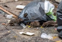 The Most Rat-Infested Cities in America
