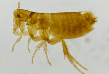 The Curious Case of Chook Fleas Infesting a House