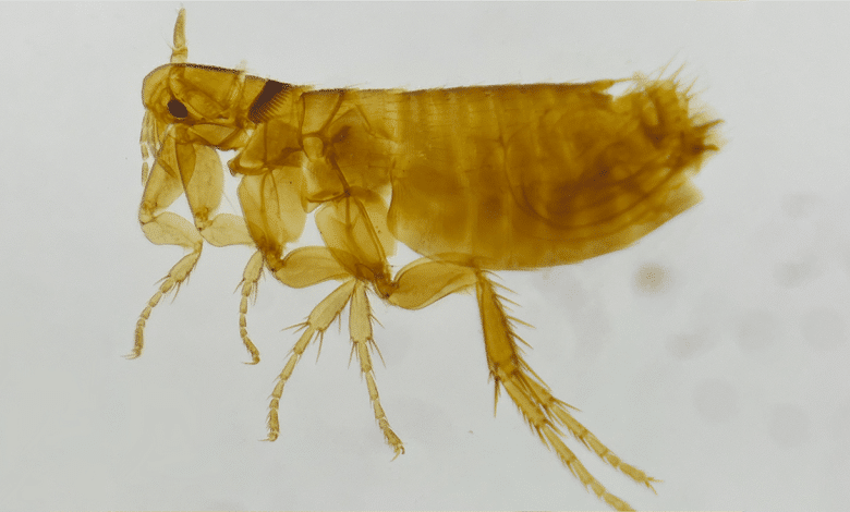 The Curious Case of Chook Fleas Infesting a House
