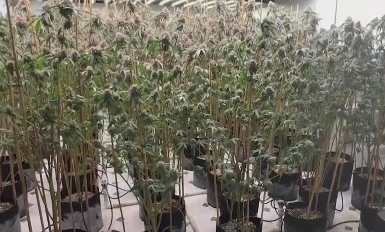 San Francisco dispensaries struggling as they proceed to compete with unlawful market