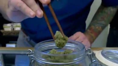 Proposed federal marijuana modifications may reshape the hashish trade
