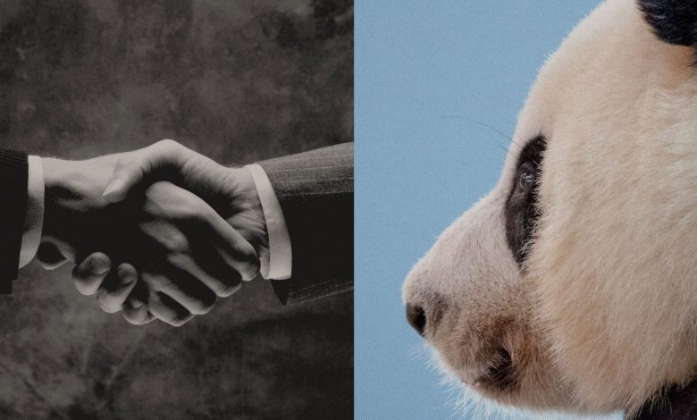 ‘Poisonous’ panda followers in China name for protecting the bears at residence