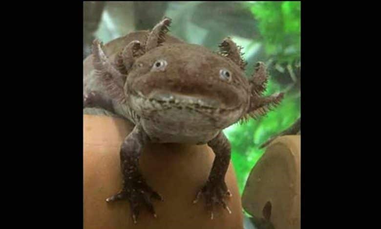 Rescued Axolotls discover new dwelling at San Francisco Zoo