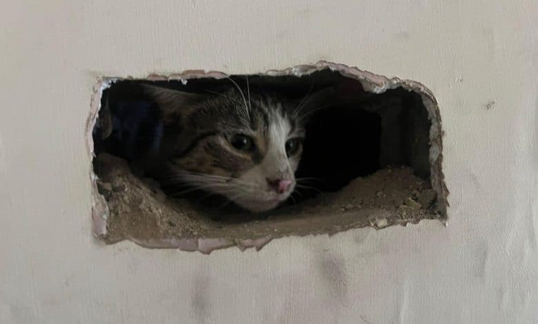 Look: Stranded cat rescued from proprietor’s chimney