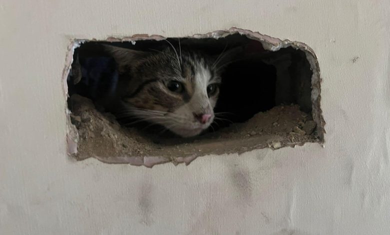 Pet Cat Rescued After Getting Caught In Chimney – HFM