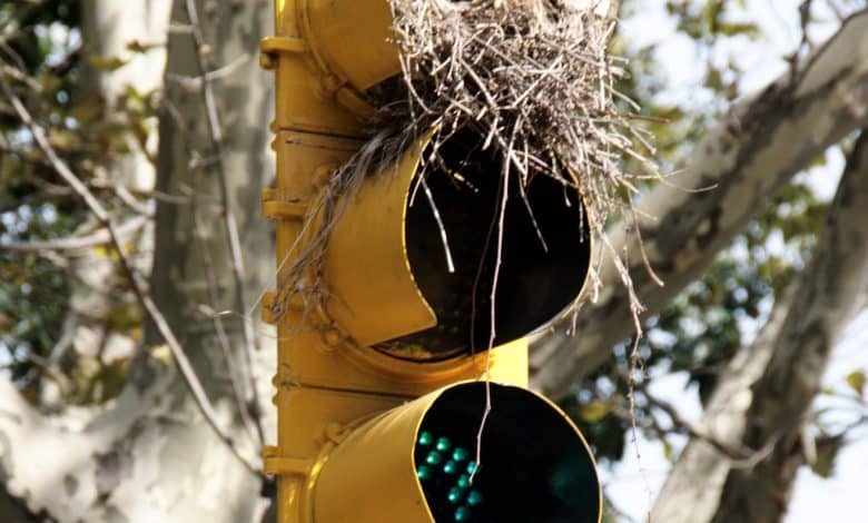 How To Cease Birds From Nesting Round Your House