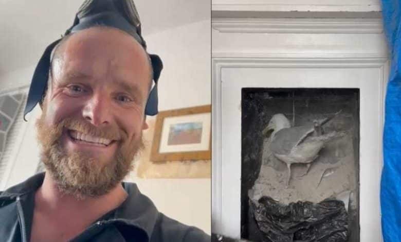 Chimney sweep captures second ‘rambunctious’ seagull falls from an outdated flue