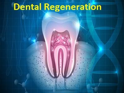 Dental Regeneration Market Have Excessive Progress However Might Foresee Even