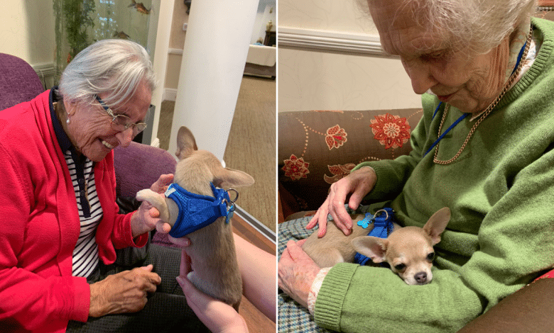 Second Retirement House Residents ‘Gentle Up’ as Tiny Canine Pays Shock Go to